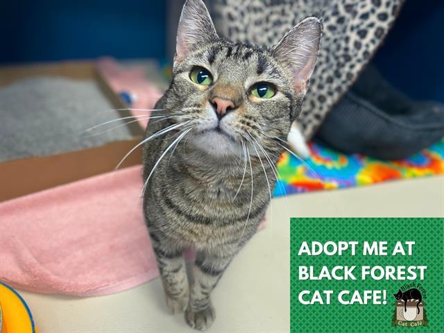 Enlarge KYLIE, a Adoptable Domestic Short Hair in Fort Wayne, IN image 1/1