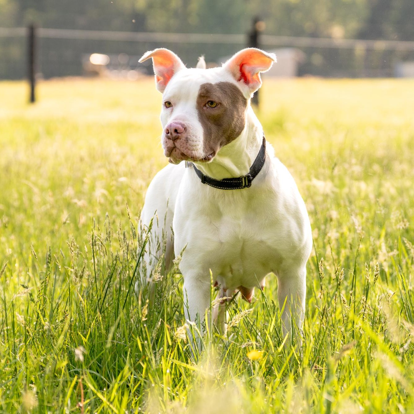 Mia, a Adoptable mixed breed in Louisa, VA image 4/6