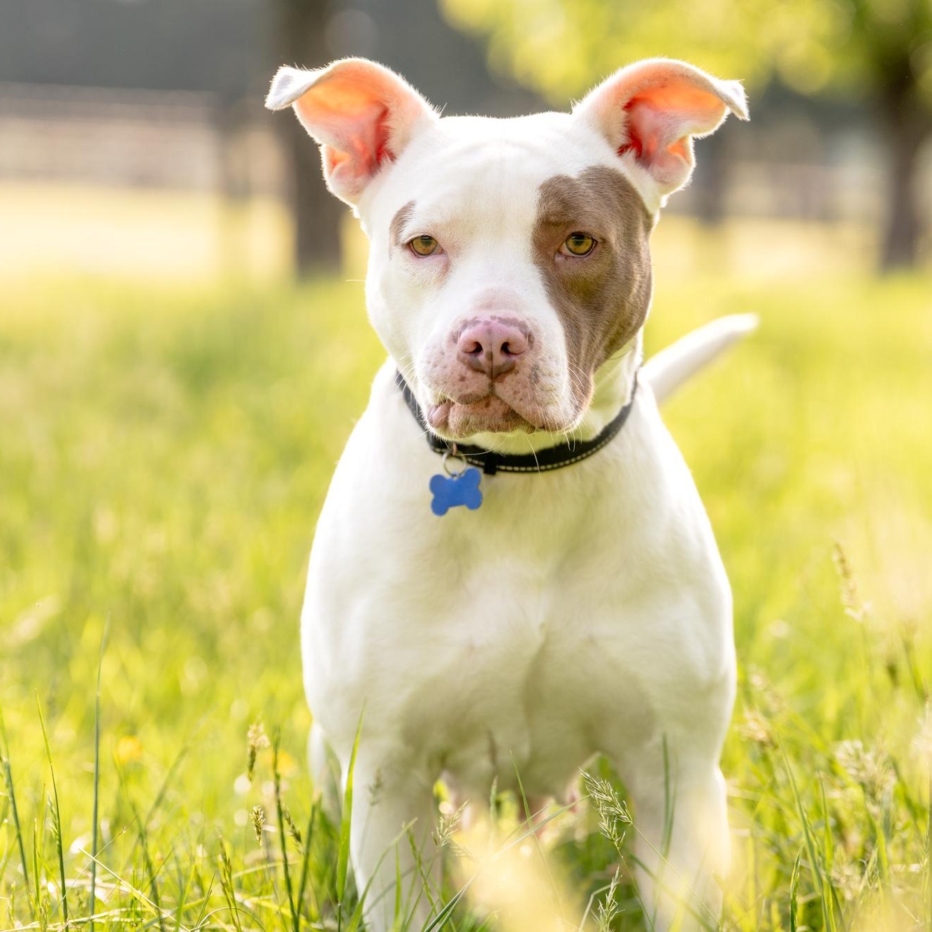 Mia, a Adoptable mixed breed in Louisa, VA image 3/6