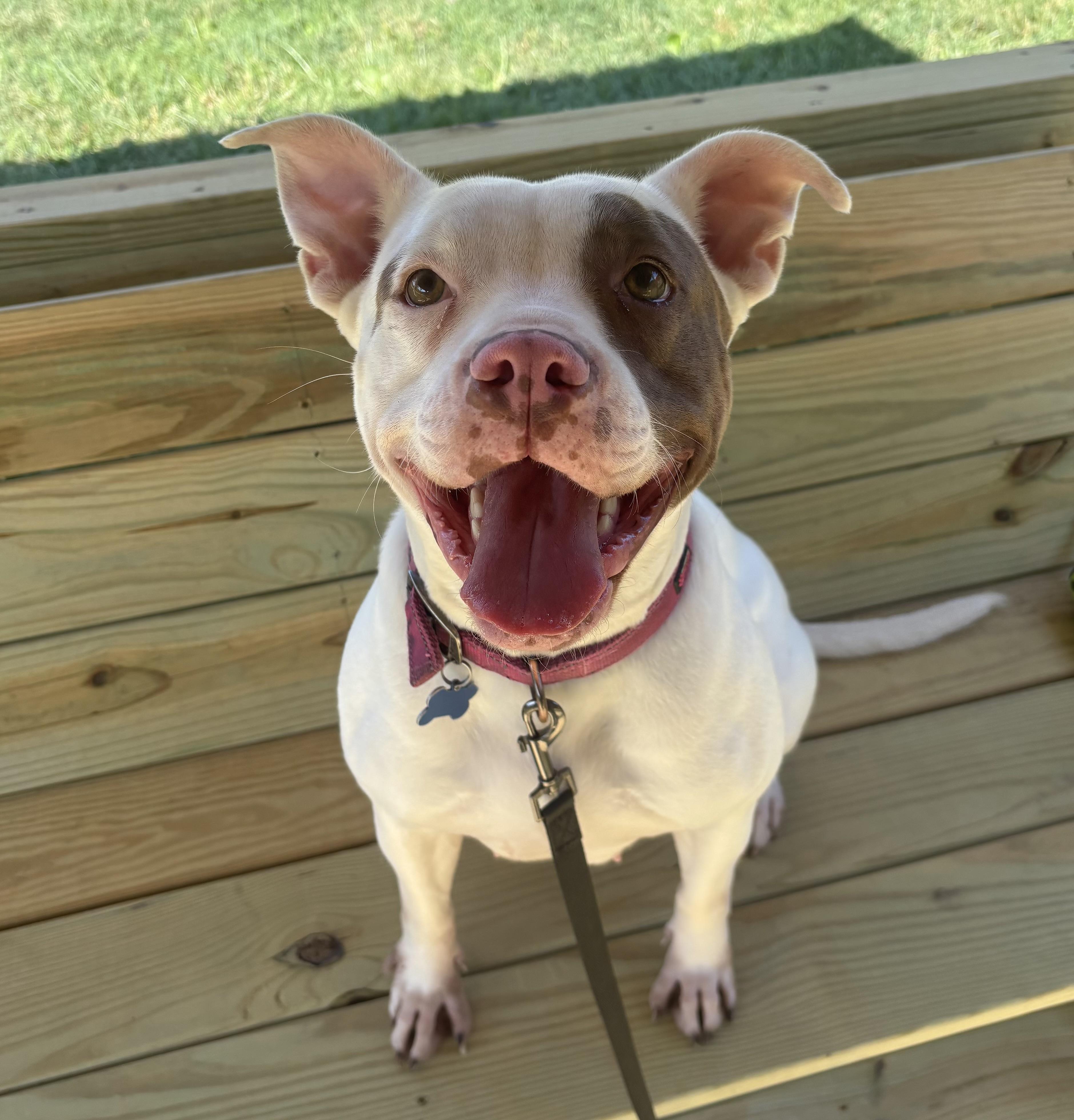 Mia, Adoptable, Adult Female Pit Bull Terrier.