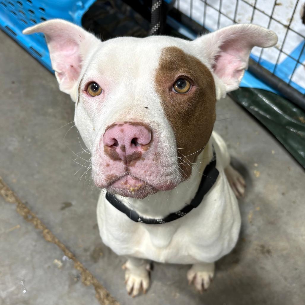 Enlarge Mia, a Adoptable mixed breed in Louisa, VA image 2/5