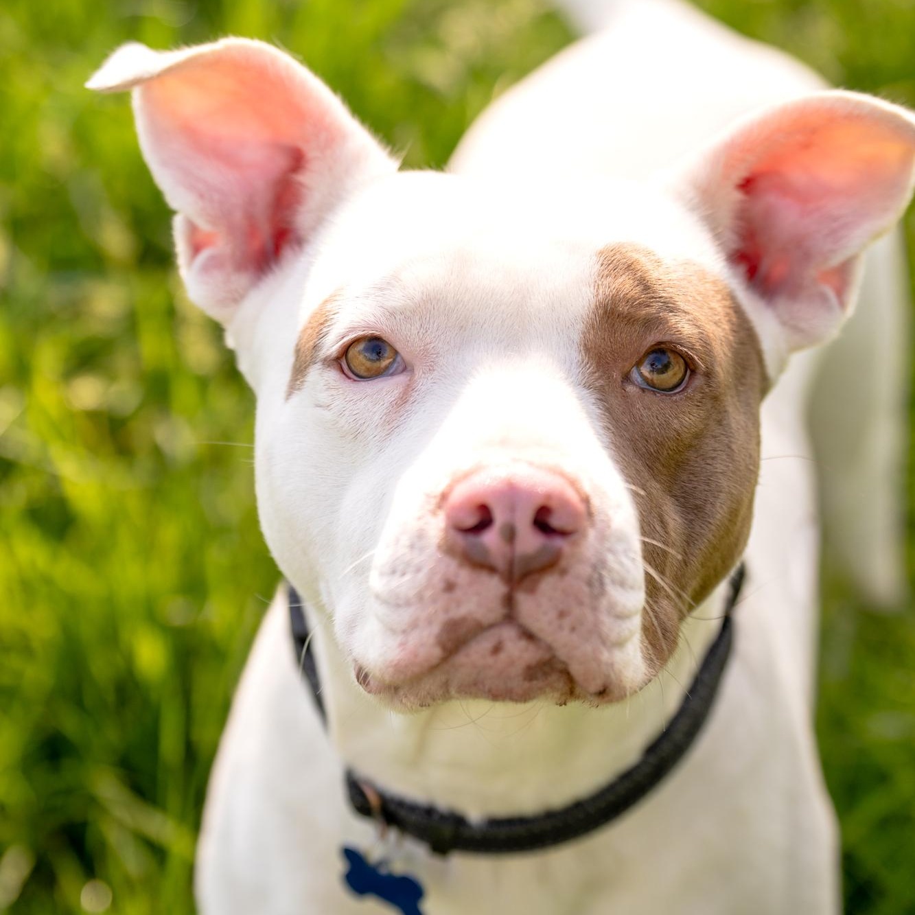 Mia, a Adoptable mixed breed in Louisa, VA image 2/6