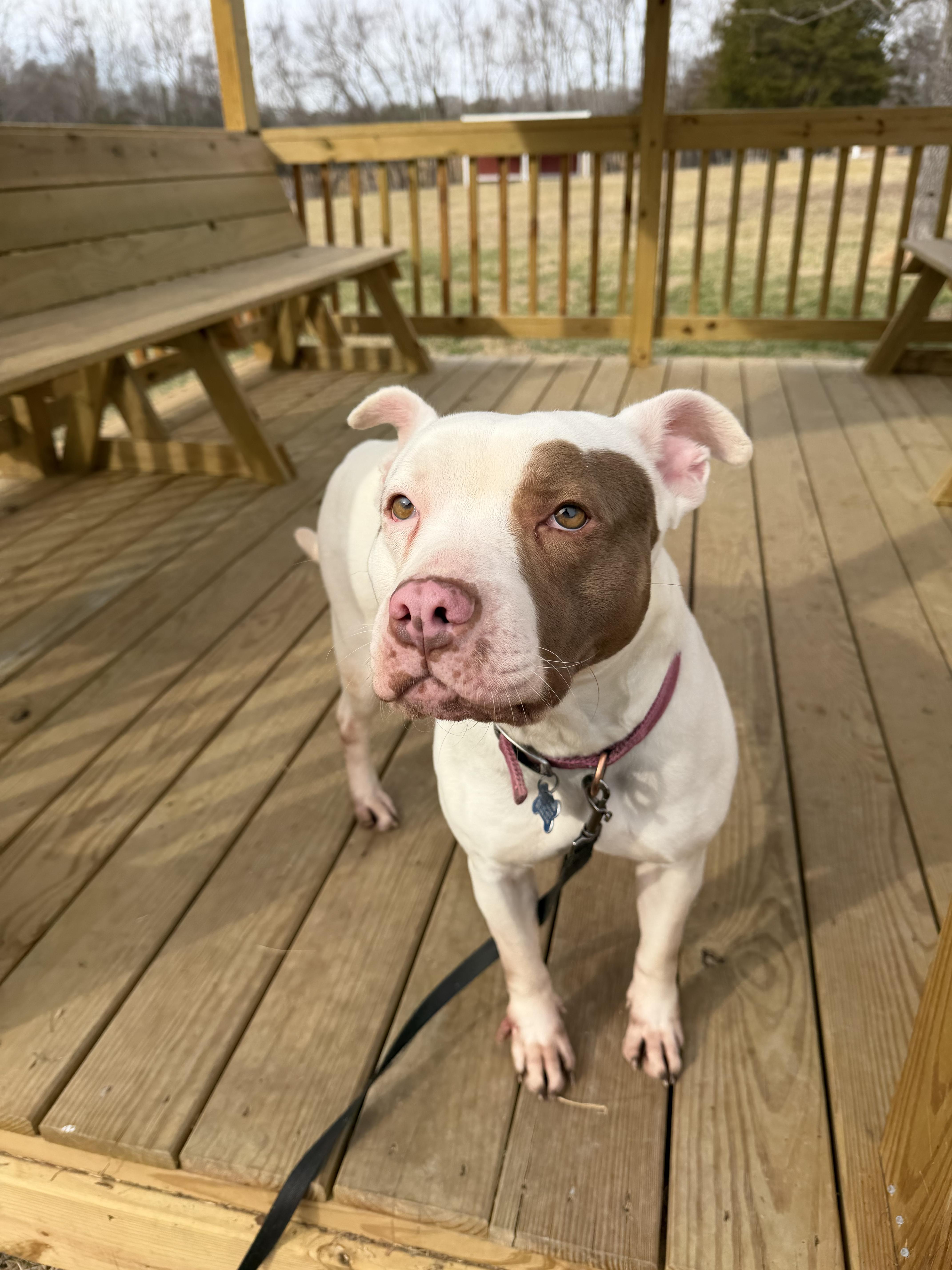 Enlarge Mia, a Adoptable mixed breed in Louisa, VA image 5/5