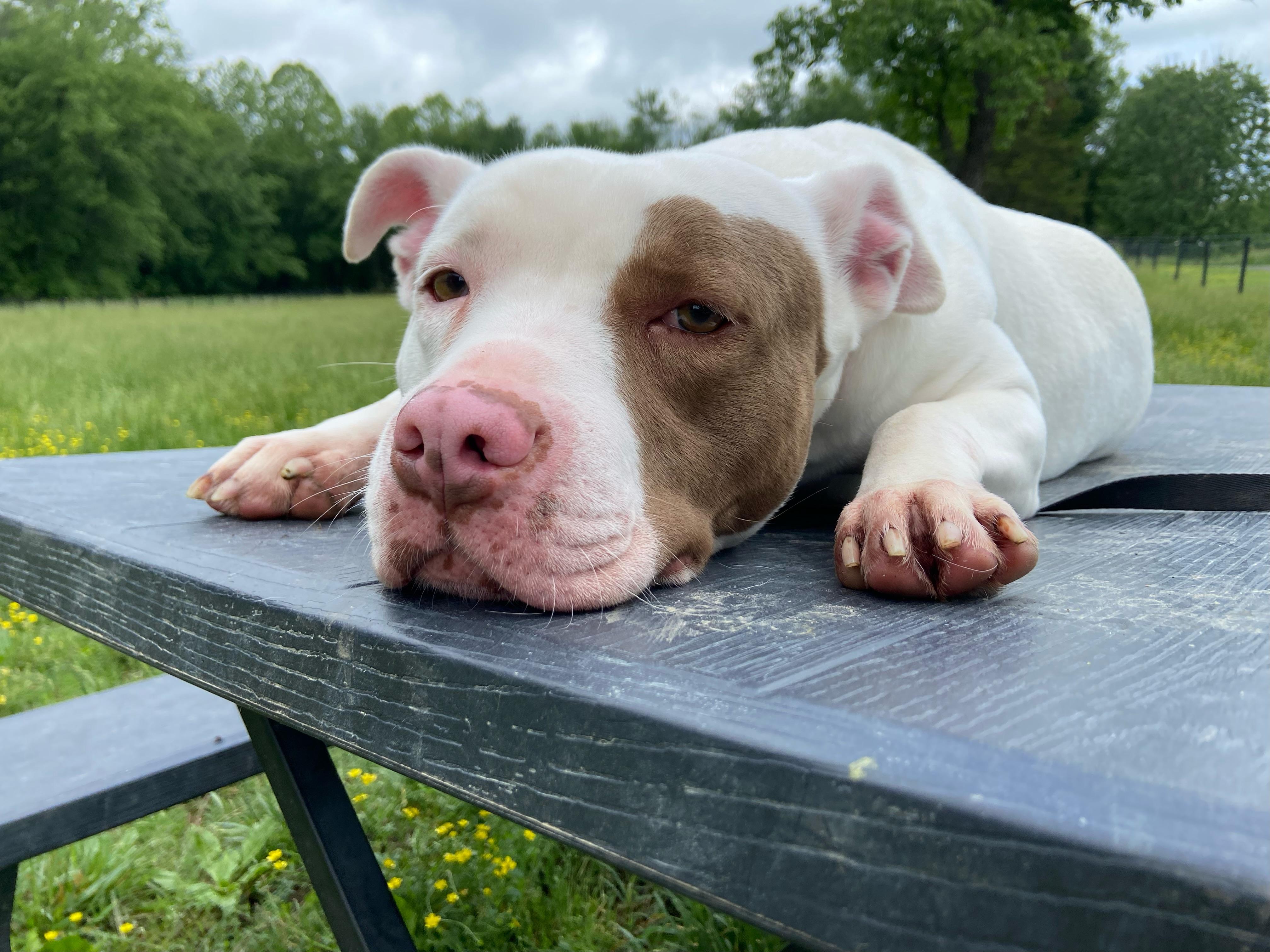 Mia, Adoptable, Adult Female Pit Bull Terrier.