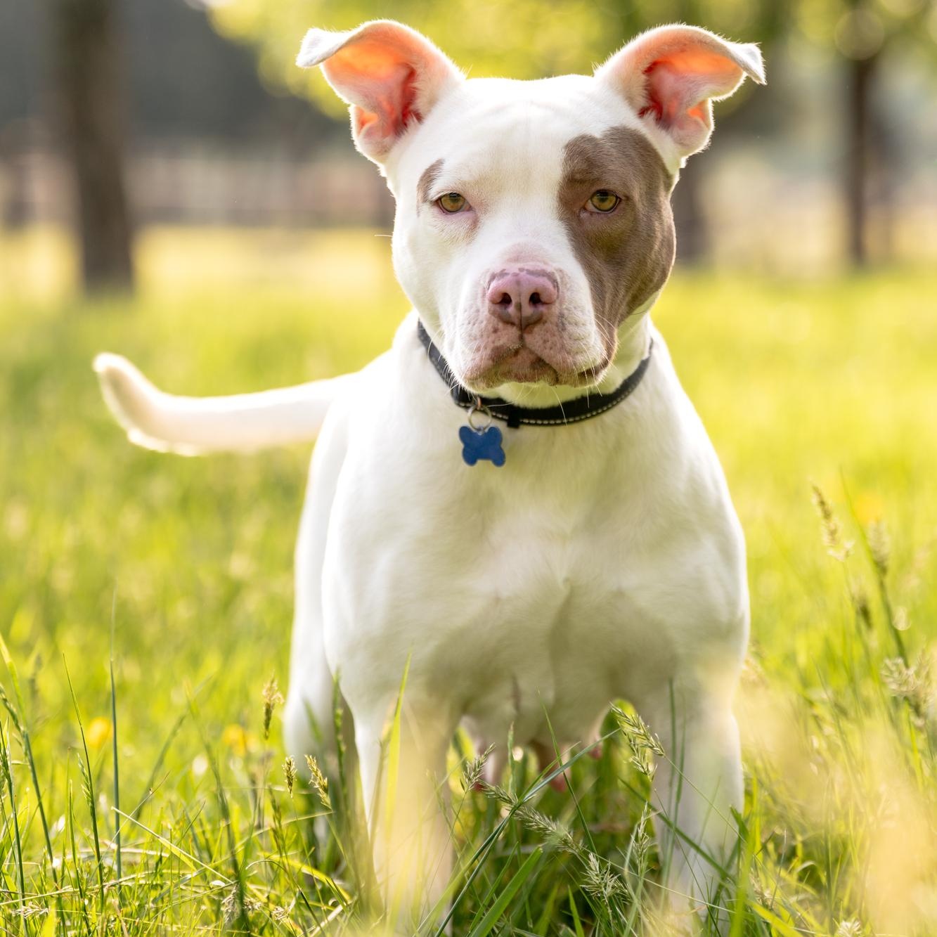 Mia, a Adoptable mixed breed in Louisa, VA image 6/6