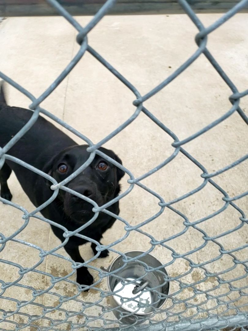 Samantha , Adoptable, Young Female Beagle & Black Labrador Retriever.