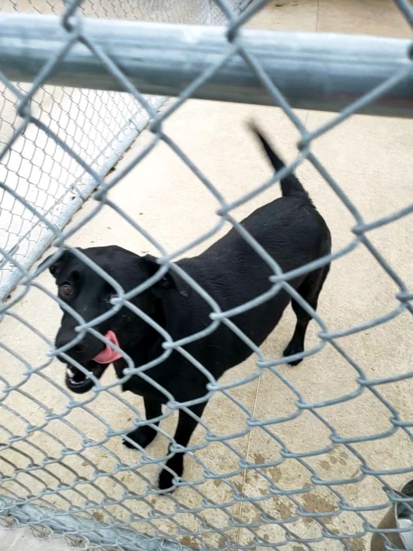 Samantha , a Adoptable mixed breed in Hillsboro, MO image 2/6