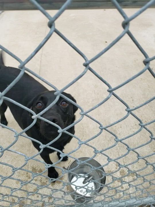 Enlarge Samantha , a Adoptable mixed breed in Hillsboro, MO video 5/6