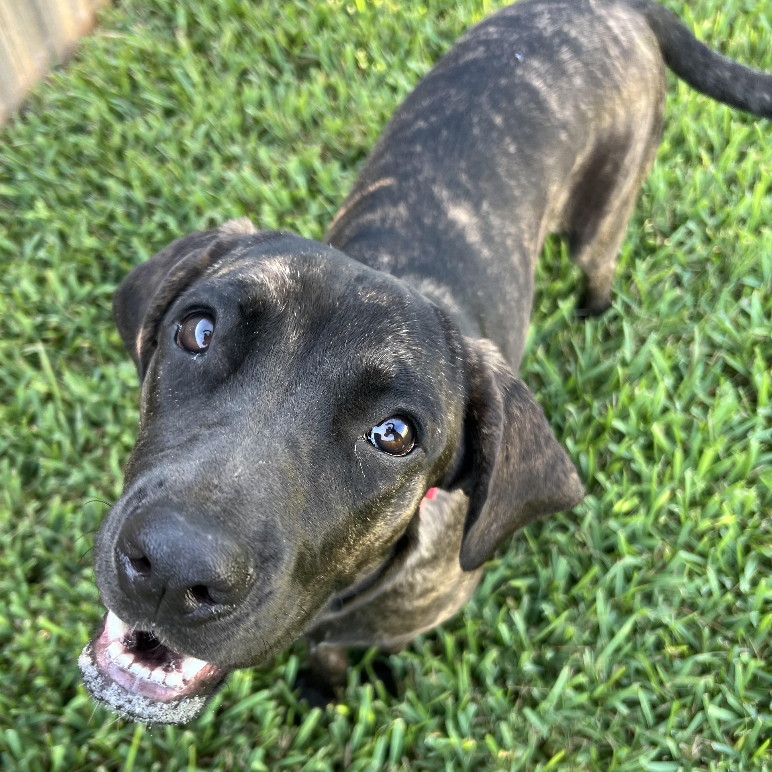 Shayla, a Adoptable Mixed Breed in Bryan, TX image 2/6
