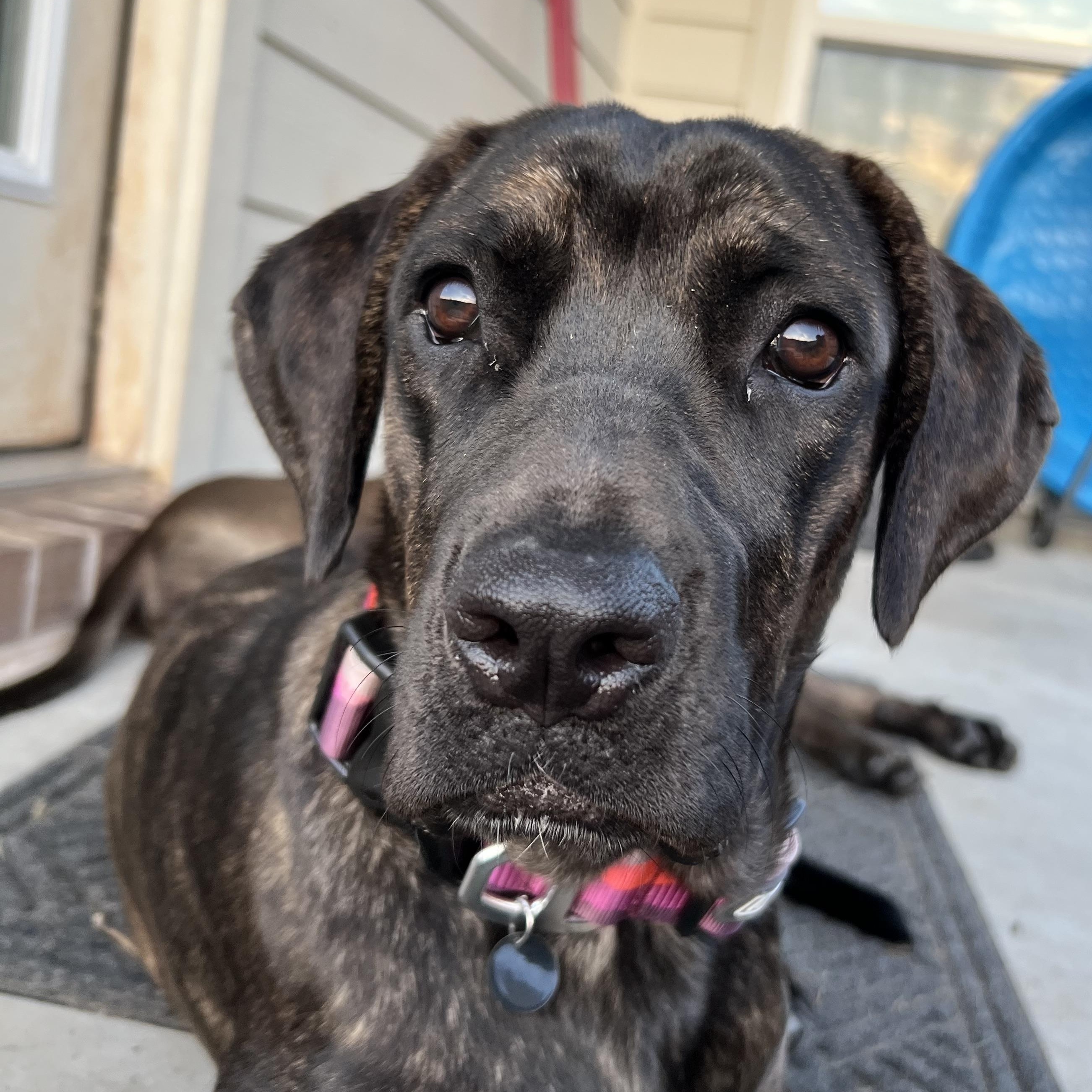 Shayla, a Adoptable Mixed Breed in Bryan, TX image 3/6