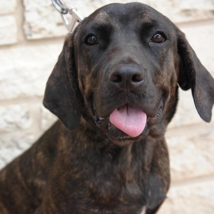 Shayla, Adoptable, Young Female Mixed Breed.