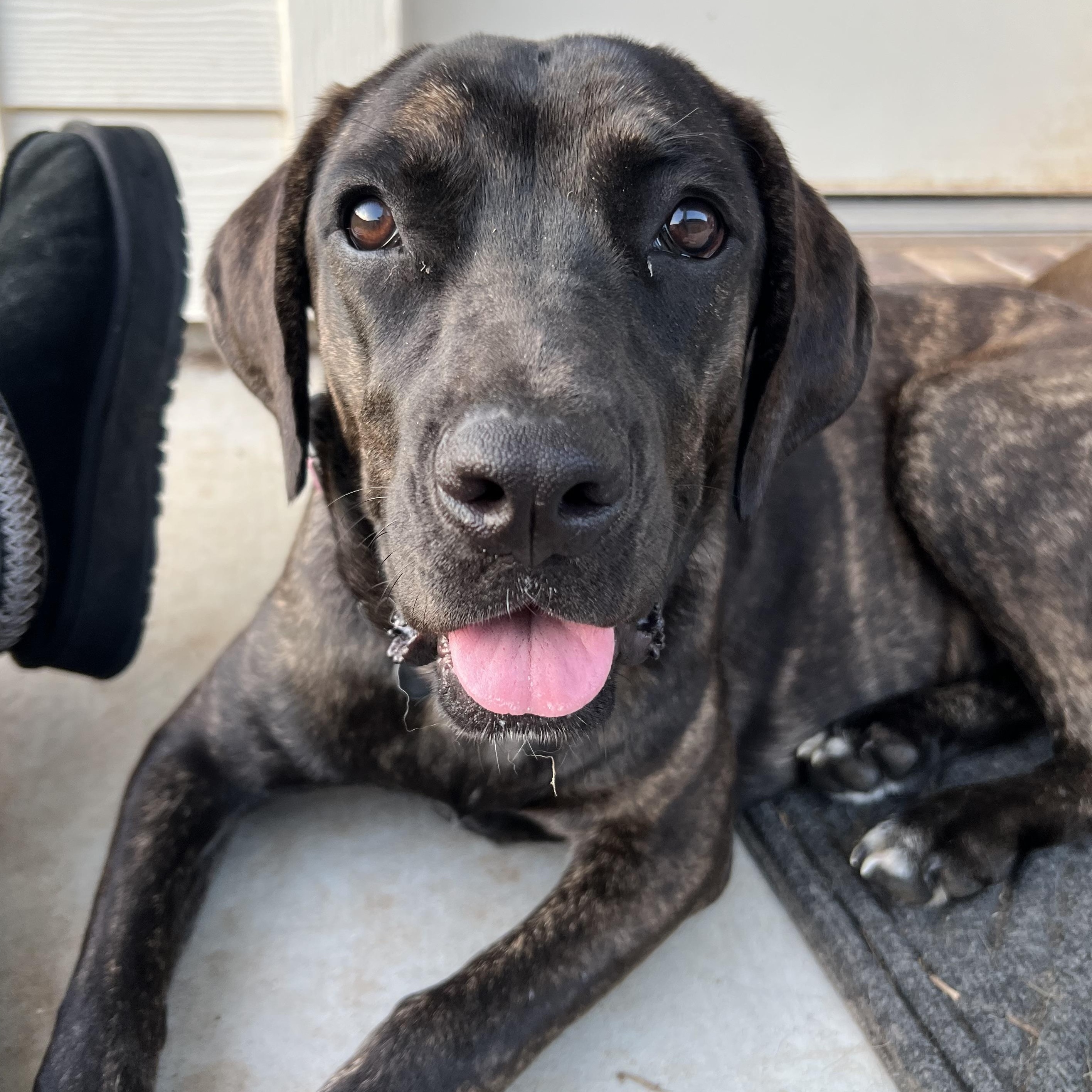 Shayla, a Adoptable Mixed Breed in Bryan, TX image 4/6