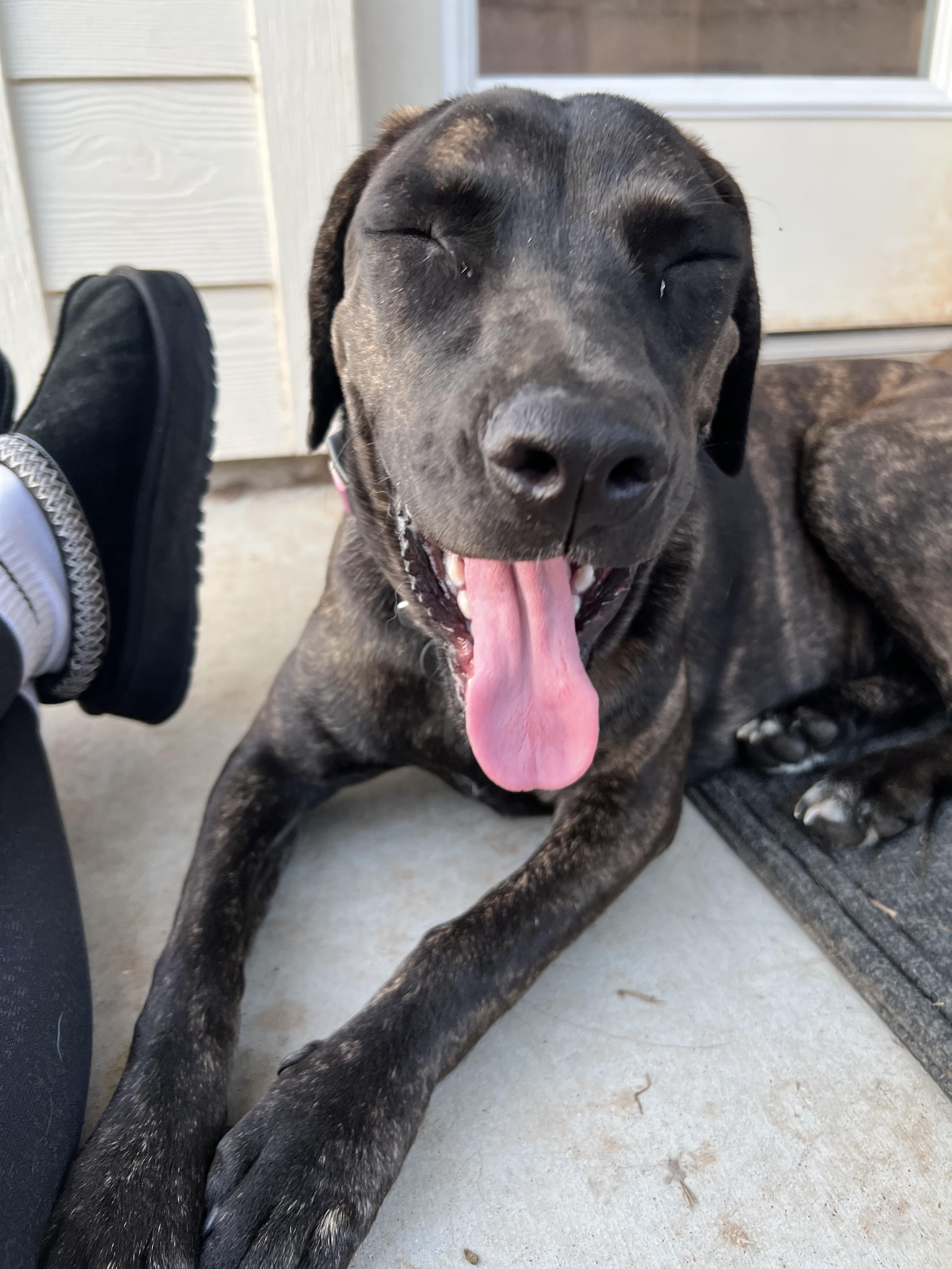 Shayla, a Adoptable Mixed Breed in Bryan, TX image 6/6