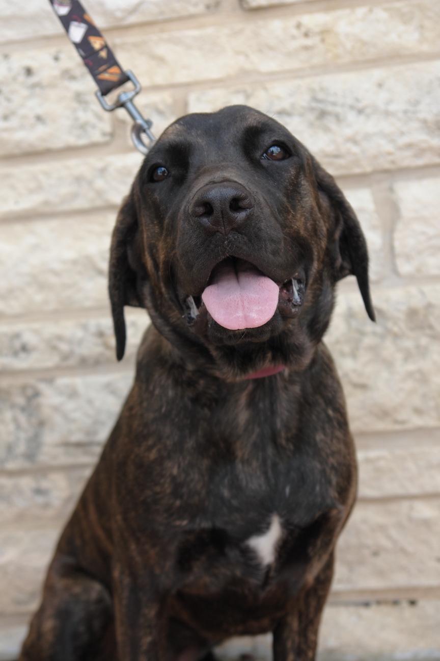 Shayla, a Adoptable Mixed Breed in Bryan, TX image 5/6