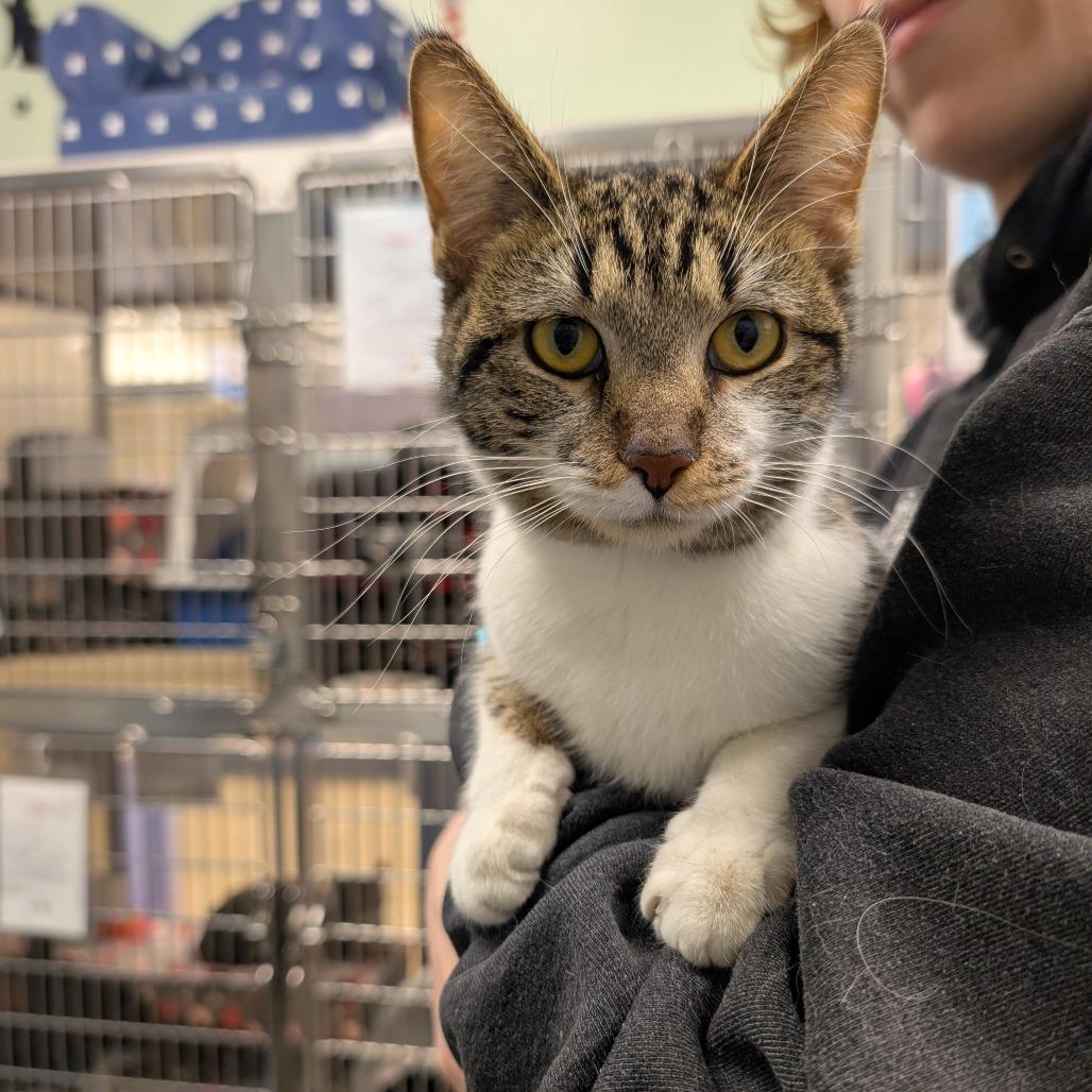 Mahogany, Adoptable, Young Female Domestic Short Hair.