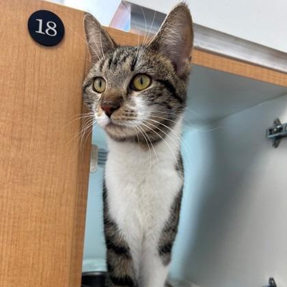 Enlarge Mahogany, a Adoptable Domestic Short Hair in Downers Grove, IL image 2/2