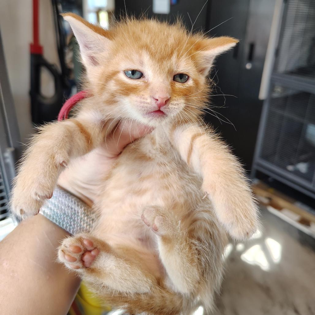 Chili, Adoptable, Kitten Male Domestic Short Hair.