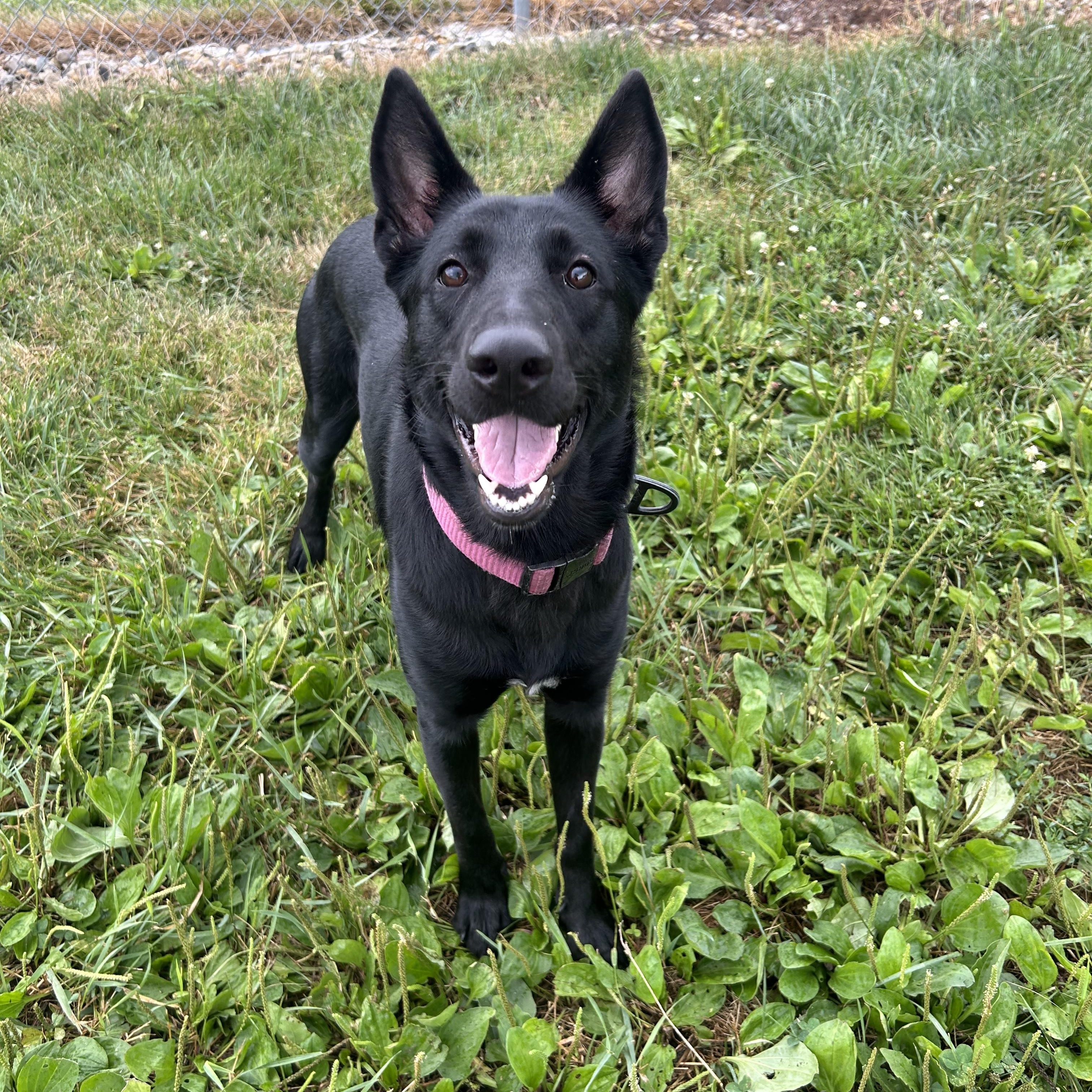 Dixie