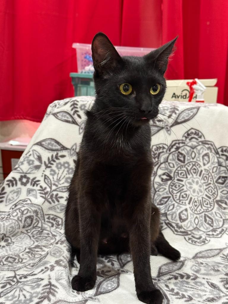 Oriana, Adoptable, Young Female Domestic Short Hair.