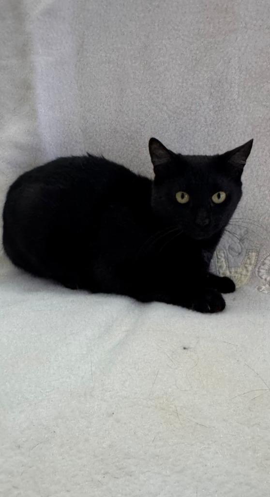 Enlarge Oriana, a Adoptable mixed breed in Vacaville, CA image 2/2
