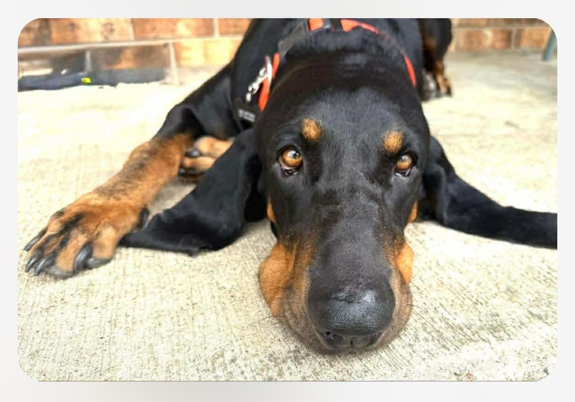 Otis wahoo cs, Adoptable, Adult Male Bloodhound.