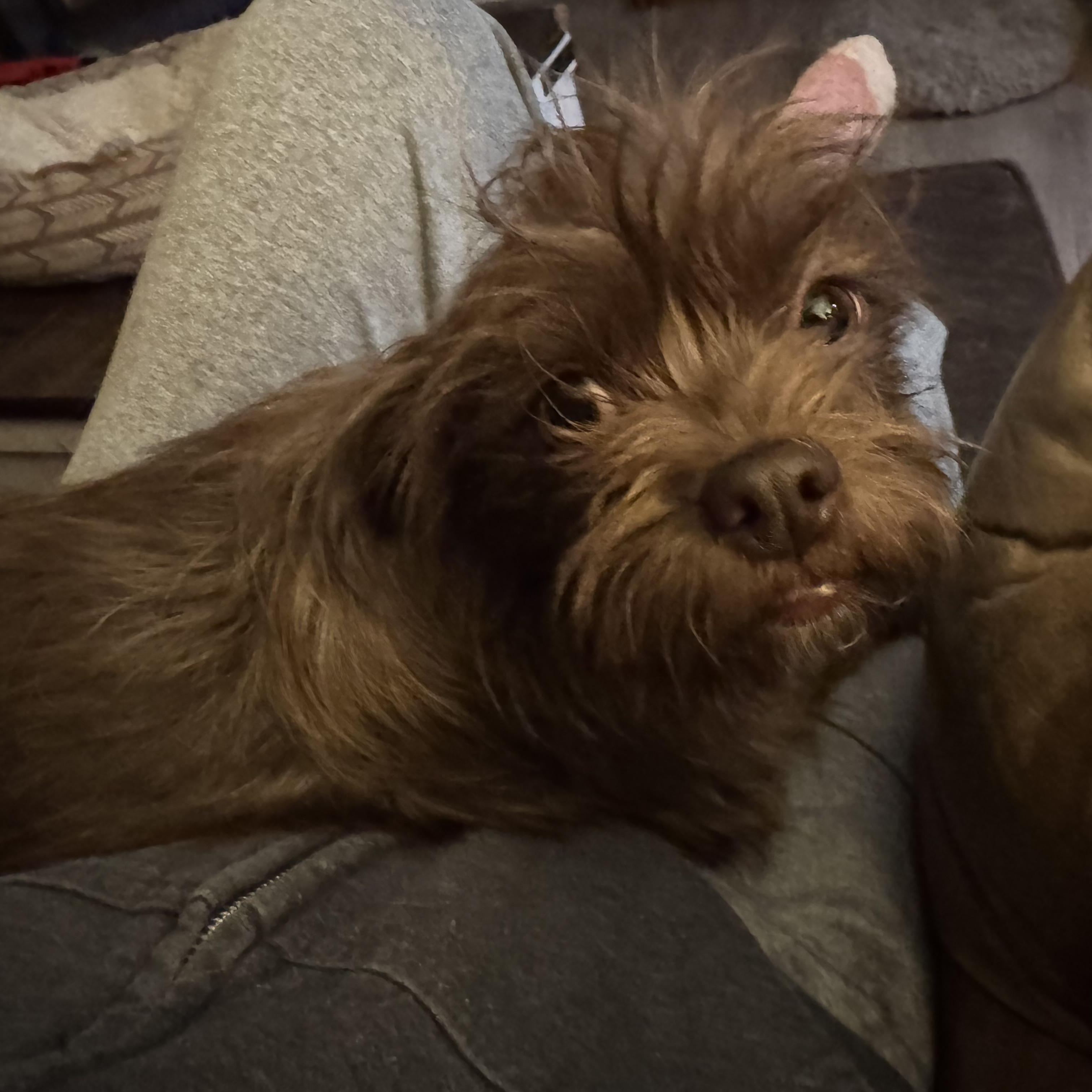 Enlarge Sasha, an adopted mixed breed in Grosse Pointe Park, MI image 1/2