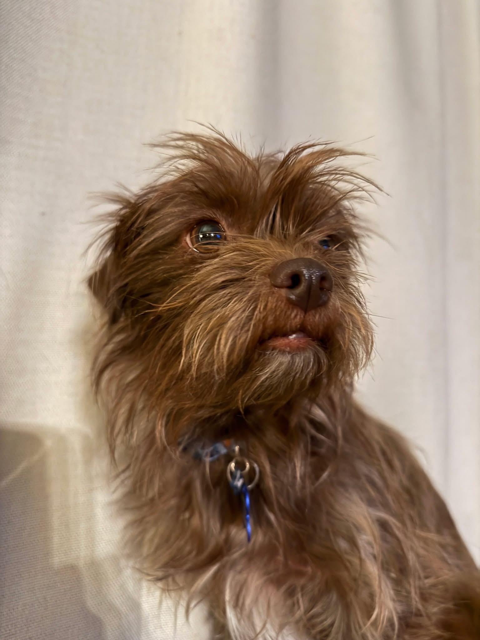 Enlarge Sasha, an adopted mixed breed in Grosse Pointe Park, MI image 2/2