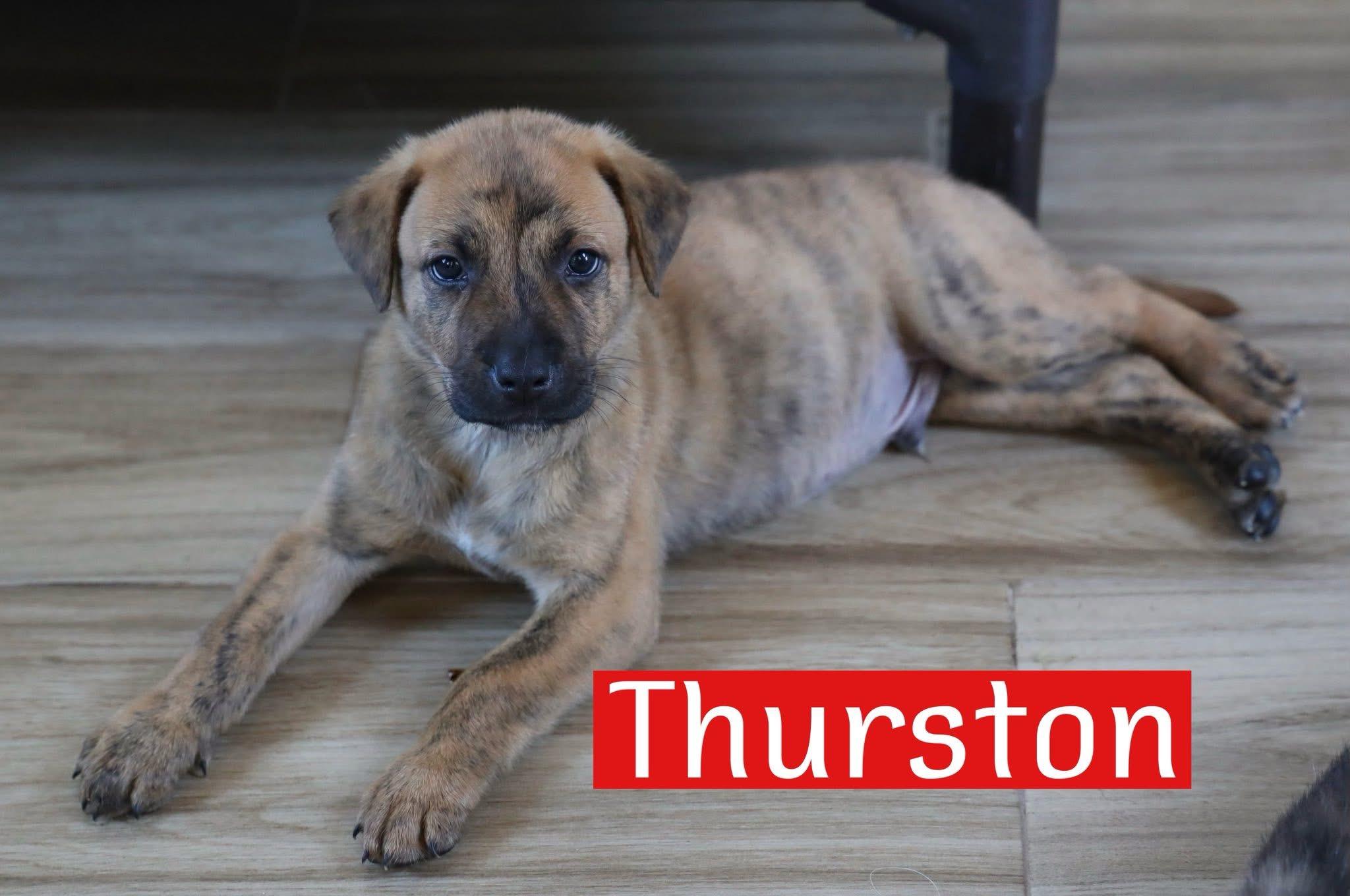 Thurston, Baby Male unknown