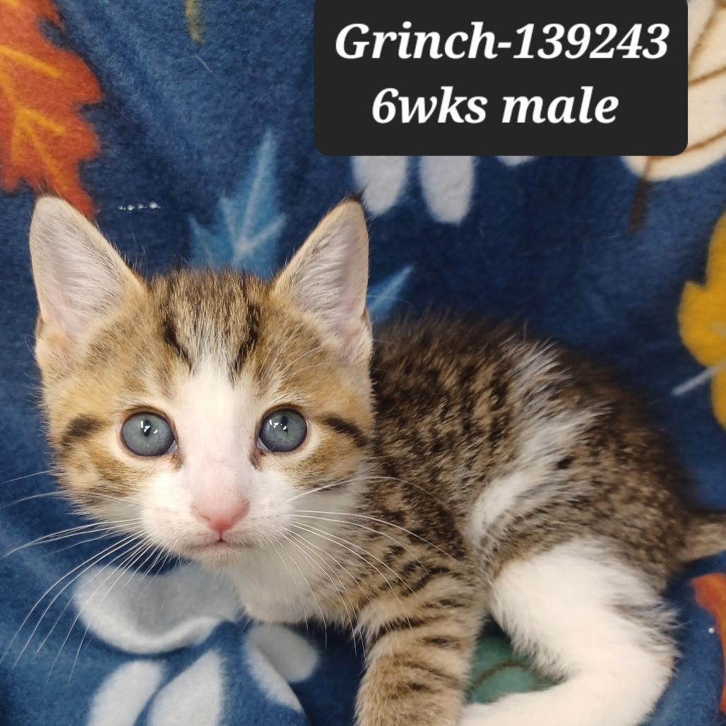 Enlarge Grinch, a Adoptable Domestic Short Hair in New Tazewell, TN image 1/1