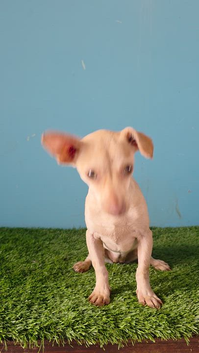 Enlarge Peaky, a Adoptable mixed breed in Tijuana, BCN video 1/1