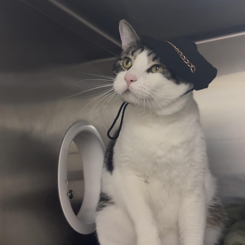 Manu 28611, Adoptable, Adult Male Domestic Short Hair.