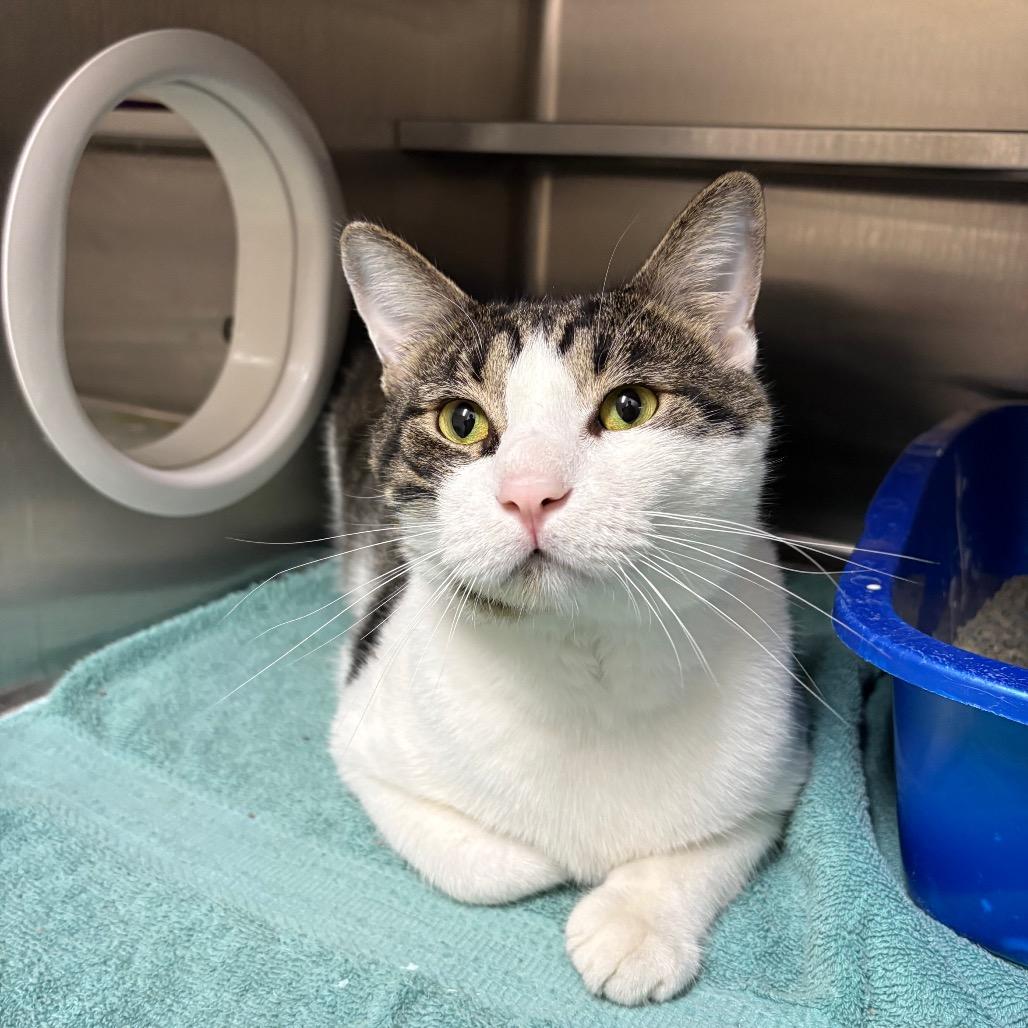 Manu 28611, a Adoptable Domestic Short Hair in Middleburg, FL image 2/2