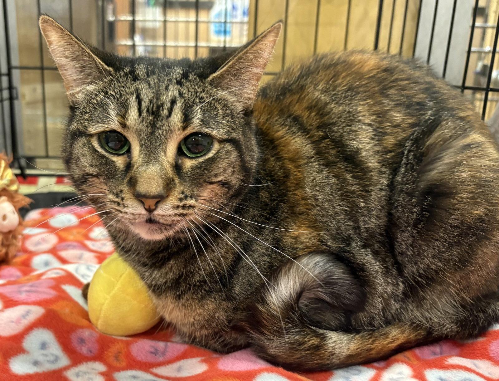 Olivia, Adoptable, Adult Female Domestic Short Hair.