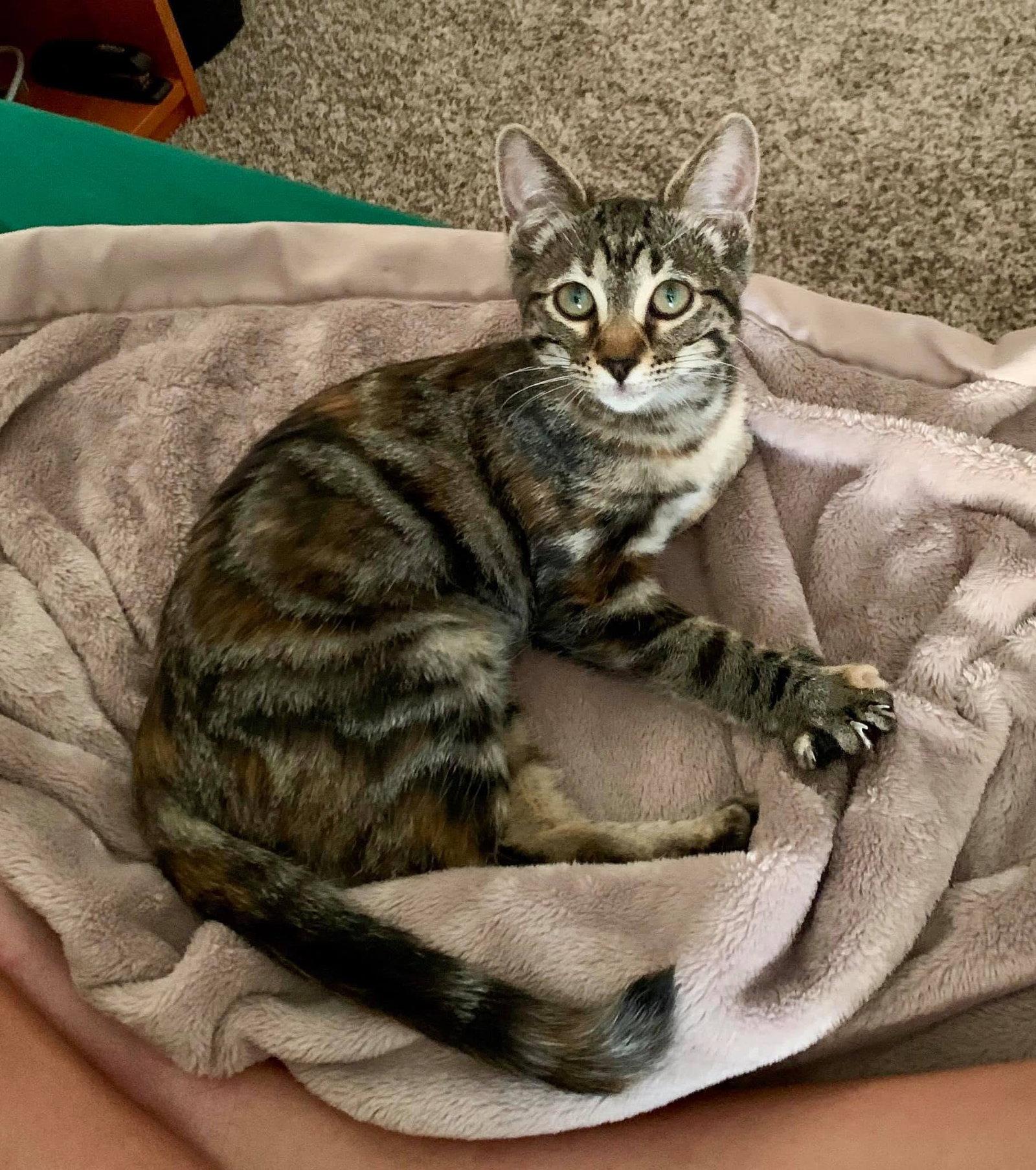 Enlarge Olivia, a Adoptable Domestic Short Hair in McKinney, TX image 2/3