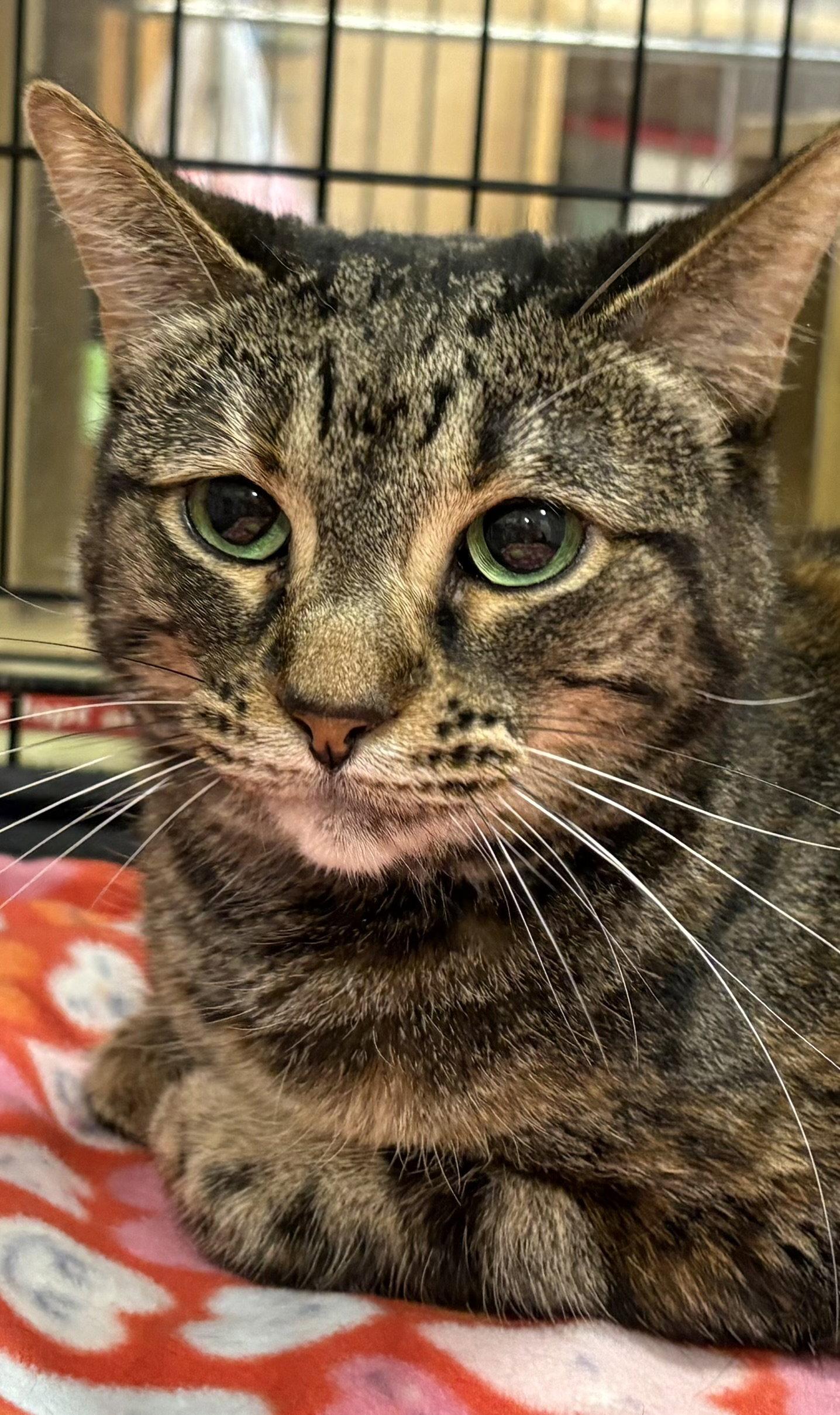Enlarge Olivia, a Adoptable Domestic Short Hair in McKinney, TX image 3/3
