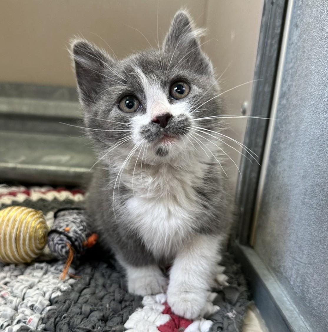 61163123, ADOPTABLE, Young Male Domestic Short Hair.
