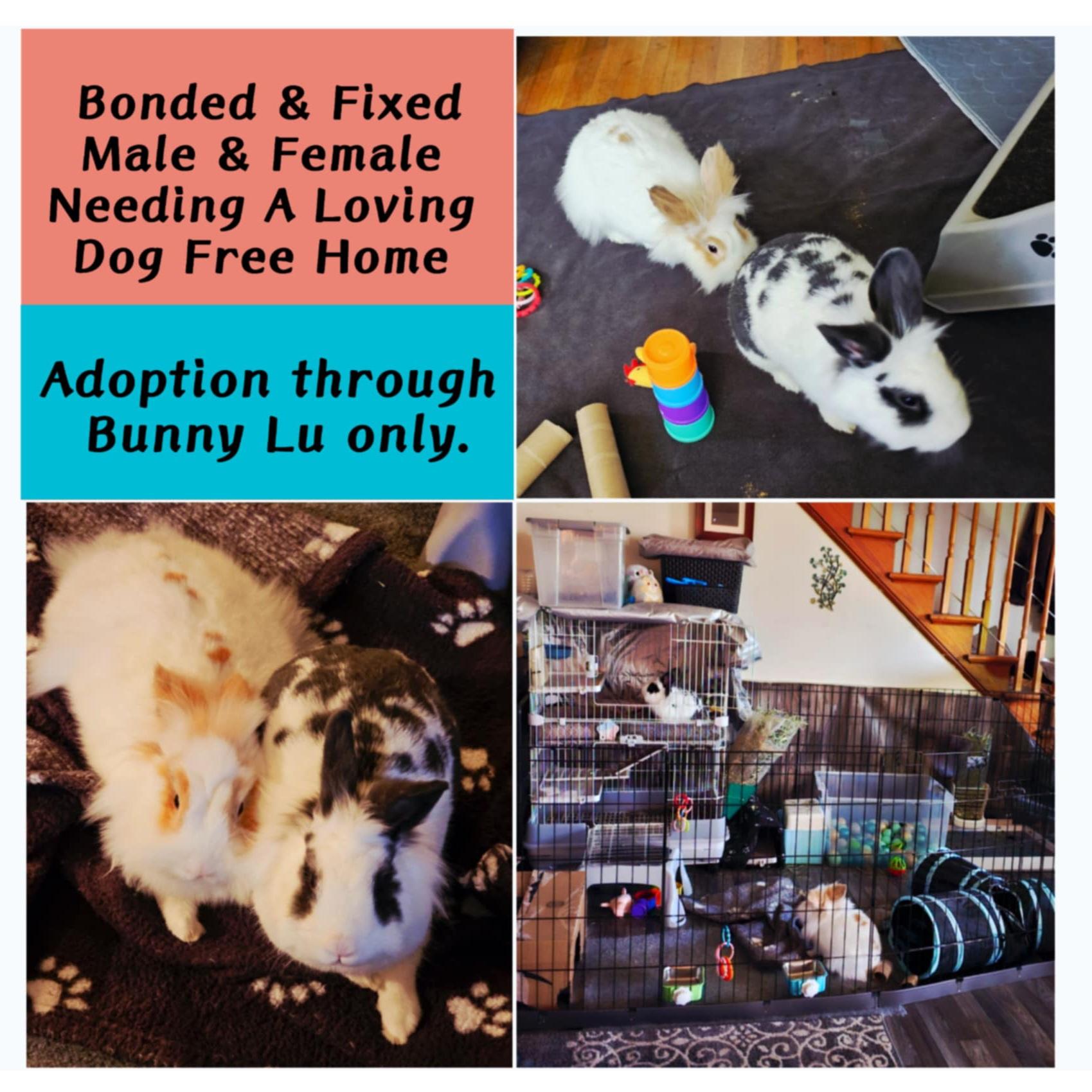 *Machi and Pierre, Adoptable, Young Female Lionhead.