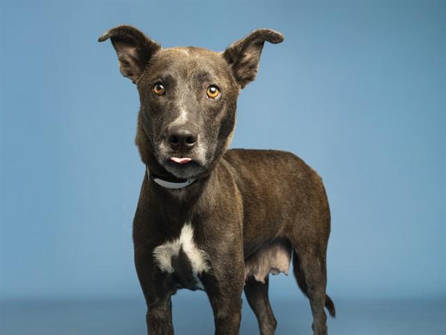 Enlarge BRANDY, a Adoptable mixed breed in Phoenix, AZ image 1/1