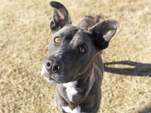 BRANDY, Adoptable, Young Female Belgian Shepherd / Malinois & Pit Bull Terrier.