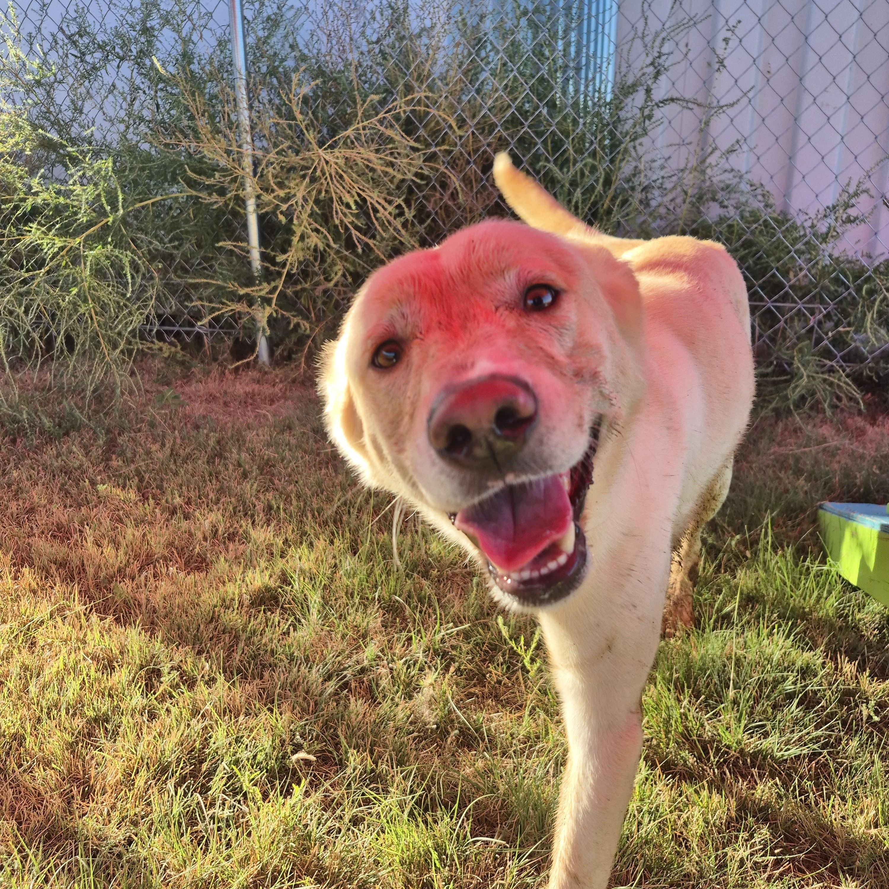 Rucker, an adopted mixed breed in Denver, CO image 3/5