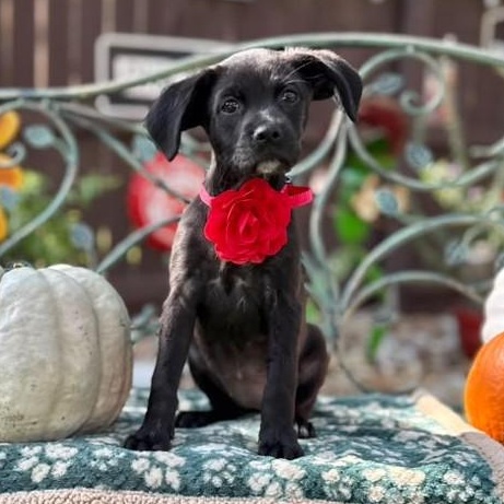 Enlarge Onyx, a Adoptable mixed breed in Winchester, VA image 4/6