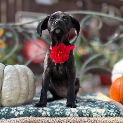 Enlarge Onyx, a Adoptable mixed breed in Winchester, VA image 5/6