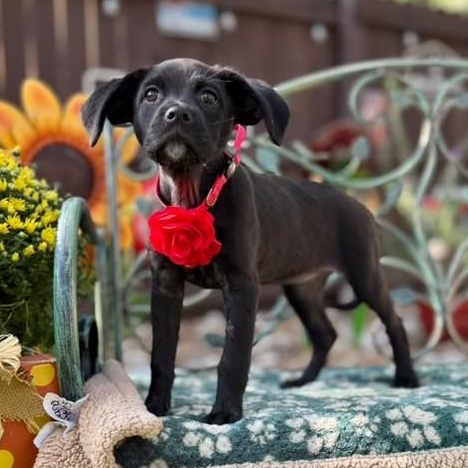 Onyx, Adoptable, Puppy Female Boxer & Blue Lacy.