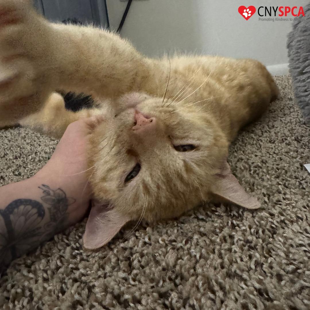 Maximus, ADOPTABLE, Adult Male Domestic Short Hair.