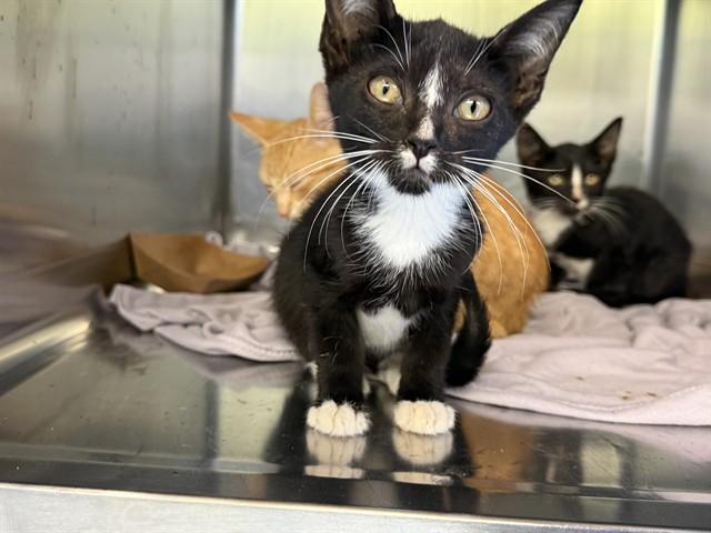 Enlarge VISERION, a Adoptable mixed breed in Grand Prairie, TX image 1/1