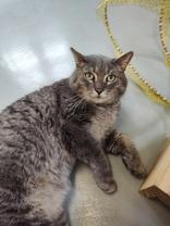 Enlarge Storm, a Adoptable Domestic Short Hair in Boyne City, MI image 2/2