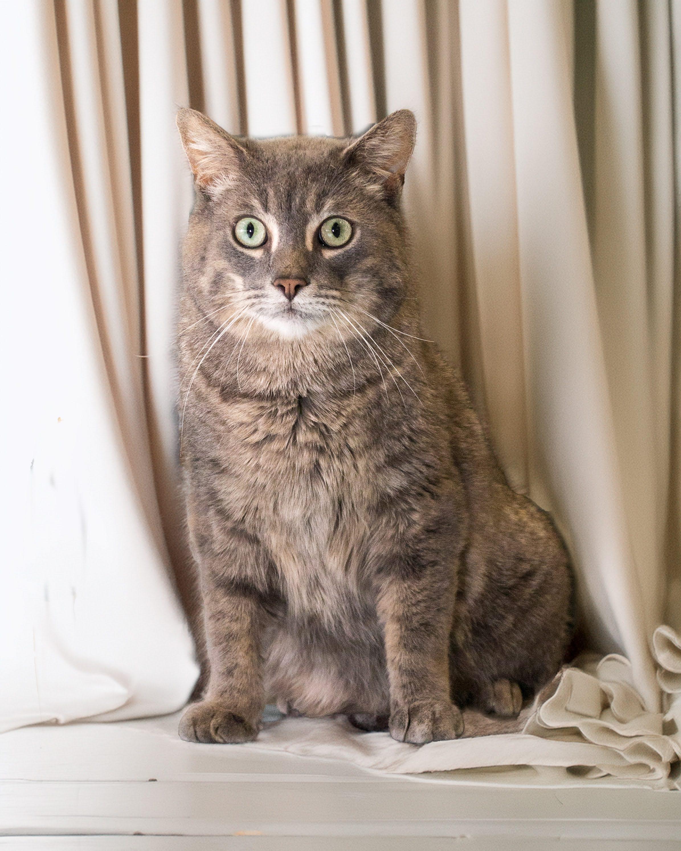 Enlarge Storm, a Adoptable Domestic Short Hair in Boyne City, MI image 1/2
