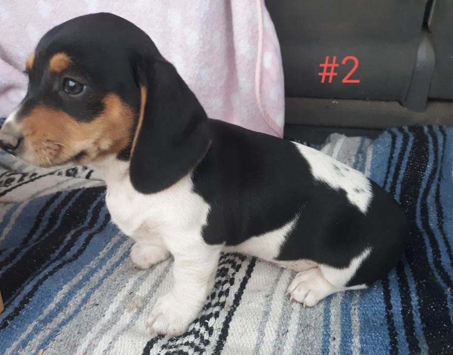 Chandra, Adopted, Young Female Basset Hound & Chihuahua.