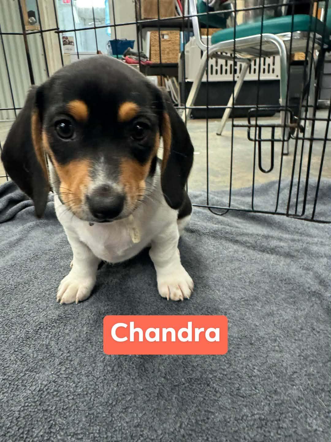 Enlarge Chandra, a Adopted mixed breed in TULSA, OK image 2/3