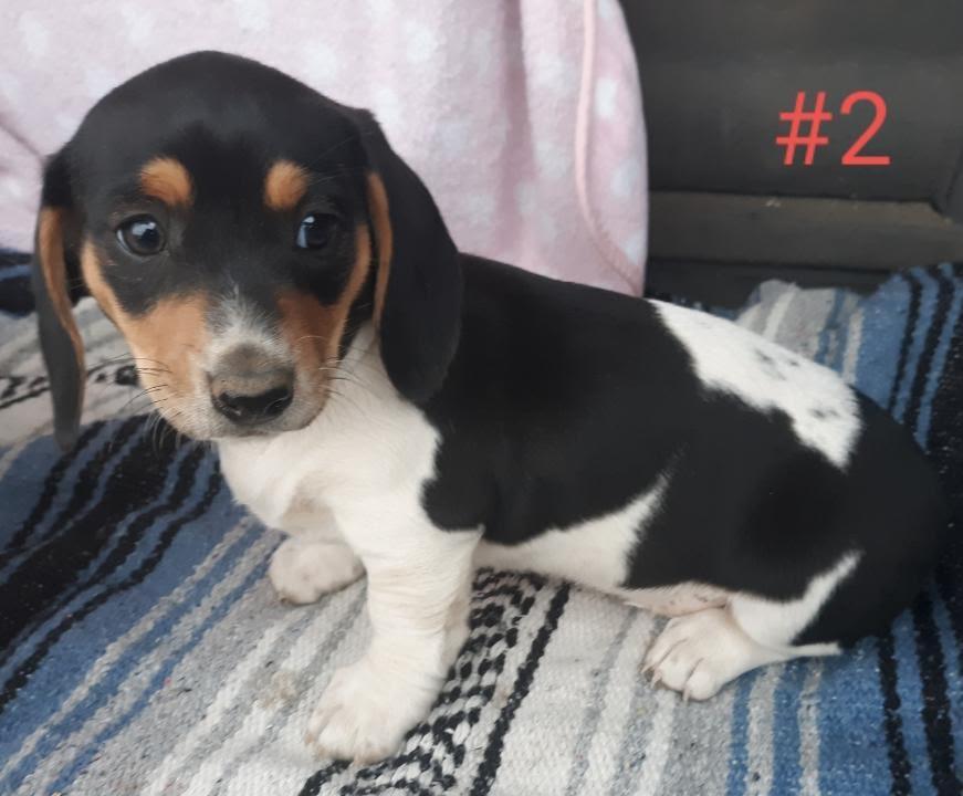 Enlarge Chandra, a Adopted mixed breed in TULSA, OK image 3/3